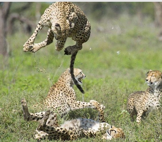 İşte doğadaki o anlar - Resim: 3