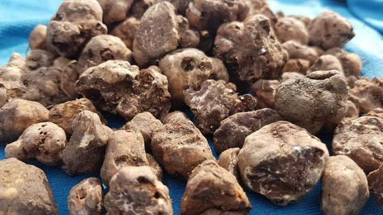 Köpekler çıkarıyor, kilosu 3 bin euroya satılıyor! - Resim: 2