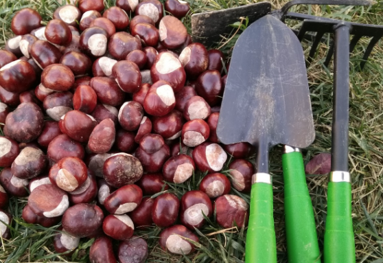 At kestanesi nedir şah damarına sürmenin inanılmaz faydası - Resim: 3