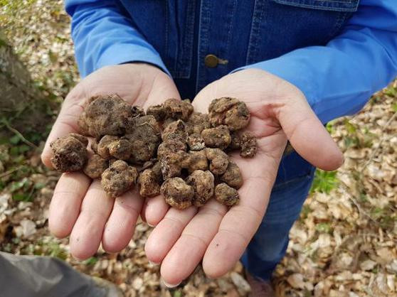 Köpekler çıkarıyor, kilosu 3 bin euroya satılıyor! - Resim: 3