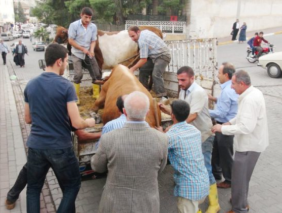 Kurbanlık boğa herkesi peşinden koşturdu - Resim: 1