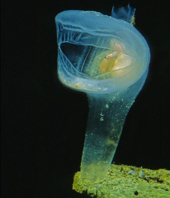 Okyanusun canavarlarıyla tanışın - Resim: 1