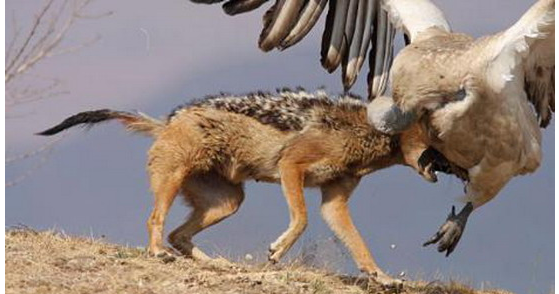 Vahşi av saniye saniye görüntülendi - Resim: 4