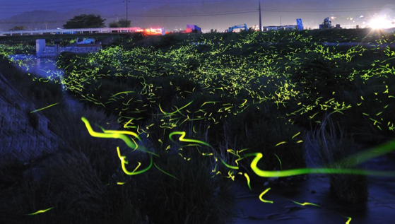 İnternetin yeni fenomeni - Resim: 2