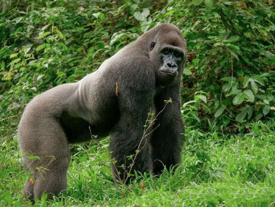 Böyle dostluk görülmedi! Dünya onlara hayran - Resim: 1