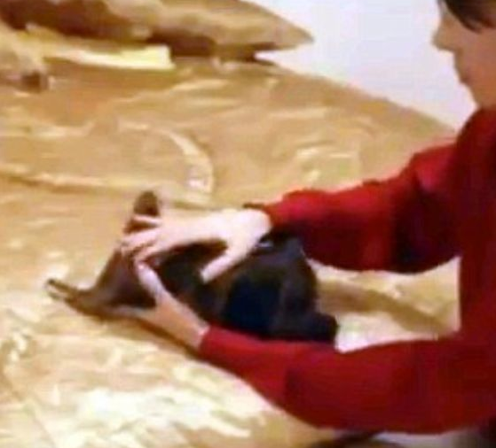 Kediyi pitona böyle yedirdi - Resim: 4