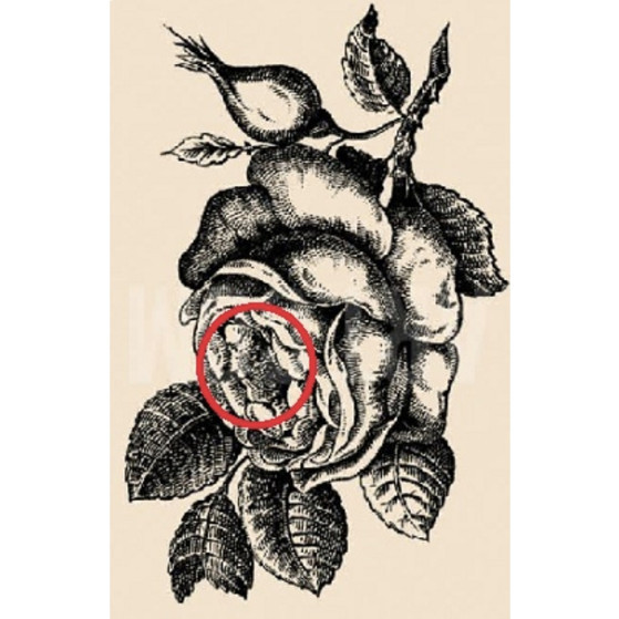 20 saniyeniz var! Gizlenmiş kadın yüzünü bulabilir misiniz? - Resim: 1