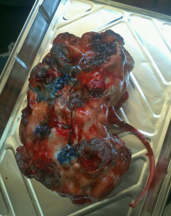 Bu organlar yenilebiliyor - Resim: 4