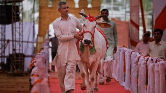 Hindistan'da inek öldürene ömür boyu hapis - Resim: 4