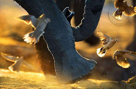 Vahşi yaşamdan büyüleyici kareler - Resim: 4