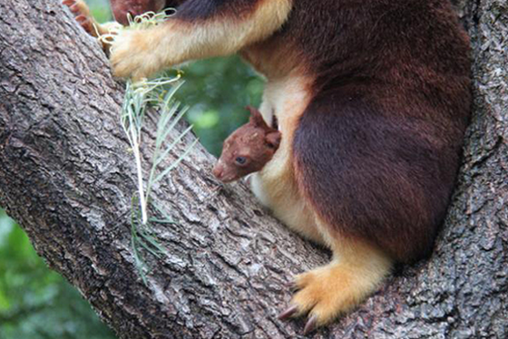 Kanguru yavrusu böyle görüntülendi - Resim: 3