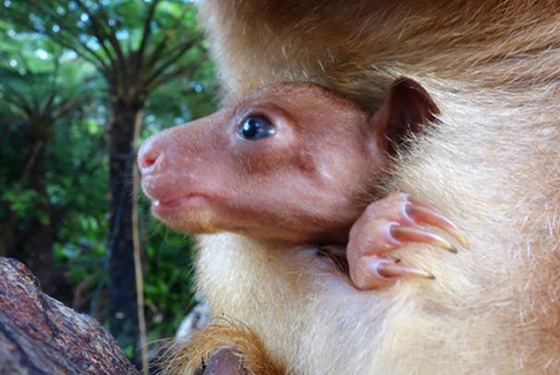 Kanguru yavrusu böyle görüntülendi - Resim: 2
