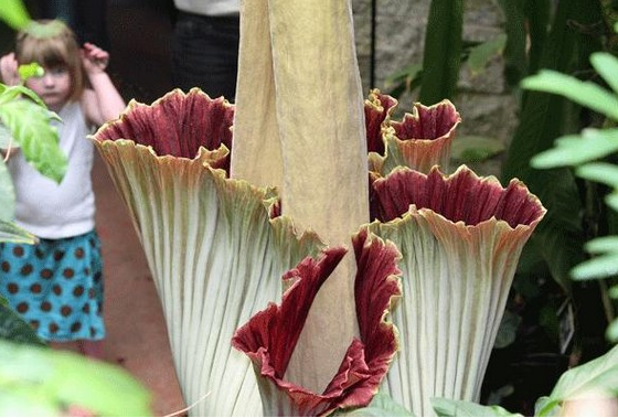 Bu çiçeğin yanına yaklaşmak mümkün değil - Resim: 4