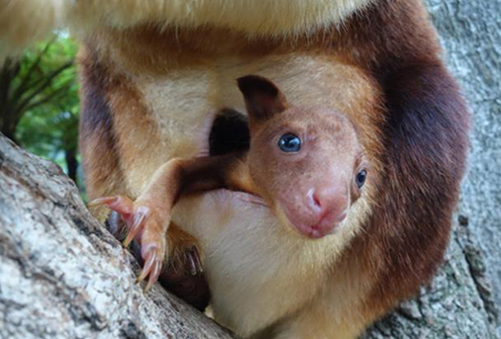 Kanguru yavrusu böyle görüntülendi - Resim: 4