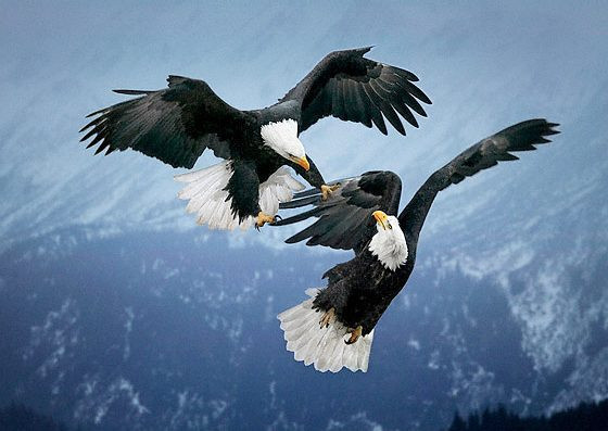 Vahşi yaşamdan büyüleyici kareler - Resim: 1