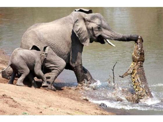 Annesini timsahtan kurtaran yavru fil - Resim: 3