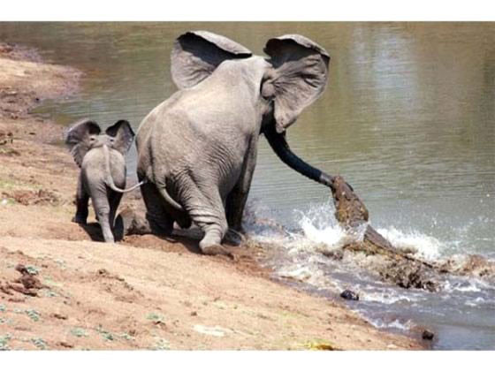 Annesini timsahtan kurtaran yavru fil - Resim: 4