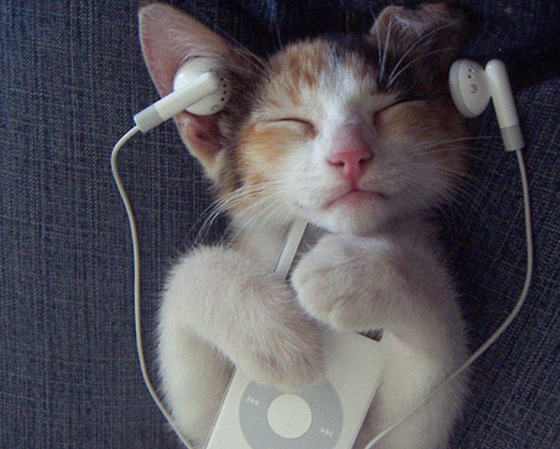 Hayvanlar insan gibi davranırsa - Resim: 1