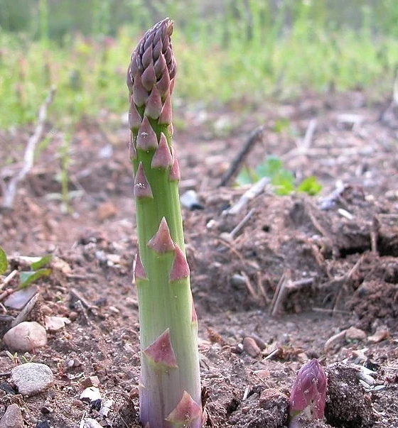 Üzümünü ye bağını sorma, bakın nerede yetişiyorlar! - Resim: 4