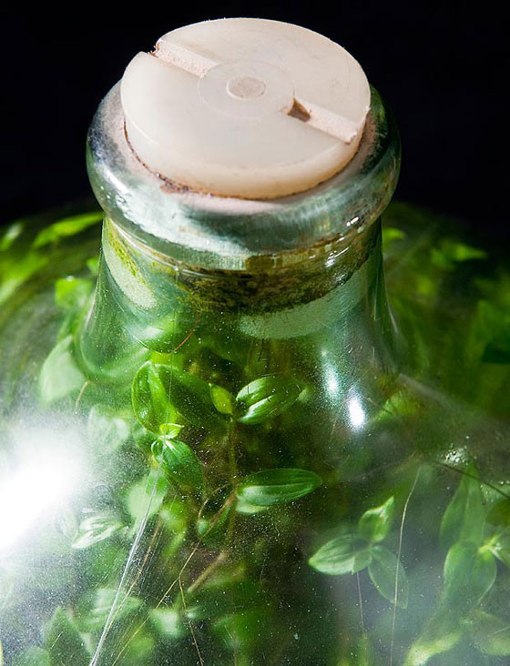 Bu bitki tam 40 yıldır hiç hava ve su almadan yaşıyor - Resim: 4