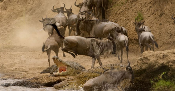 Timsahın ağzından böyle kurtuldu - Resim: 4