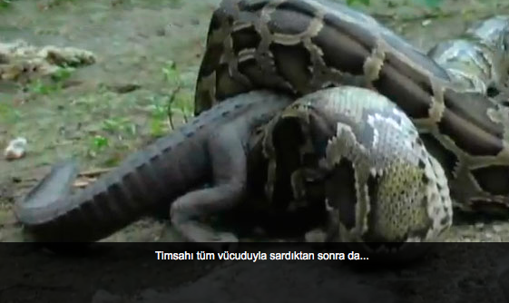 Yılan timsahı böyle mideye indirdi - Resim: 4
