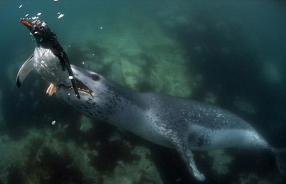 Su altında dehşet anları! - Resim: 3