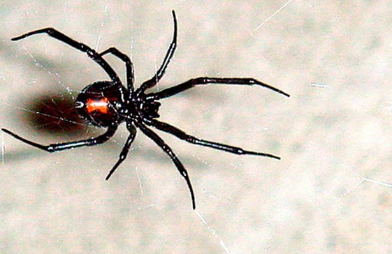 Yılan örümcek ağına takılırsa... - Resim: 3