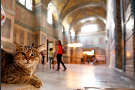 Ayasofya'nın gizemli kedisi - Resim: 1