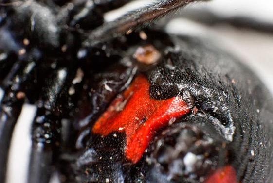 Yılan örümcek ağına takılırsa... - Resim: 2