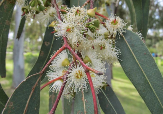 Bu bitkiyi kaynatıp 10 dakika koklayın inanılmaz faydasını göreceksiniz - Resim: 3
