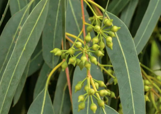 Bu bitkiyi kaynatıp 10 dakika koklayın inanılmaz faydasını göreceksiniz - Resim: 2