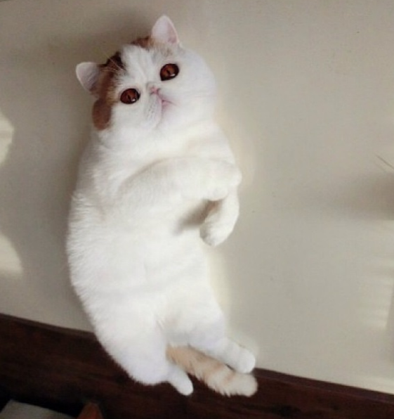 İnternetin yeni fenomeni sevimli kedi - Resim: 2