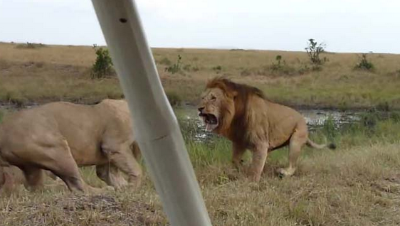 Aslanların nefes kesen savaşı - Resim: 2