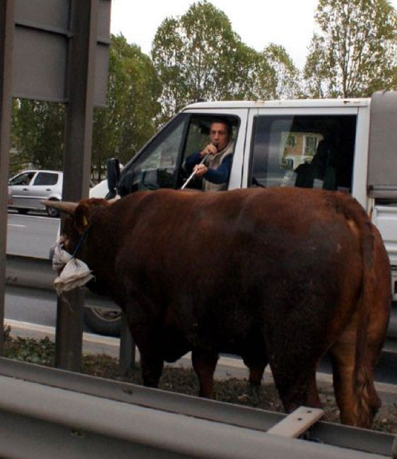 Yurttan kurbanlık manzaralar - Resim: 3
