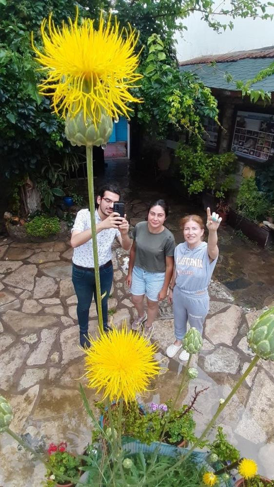 Tülüşah çiçeğini koparmanın cezası 109 bin TL - Resim: 2