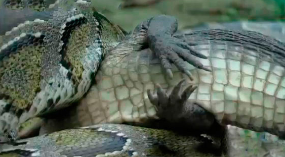 Yılan timsahı tek lokmada yuttu - Resim: 2