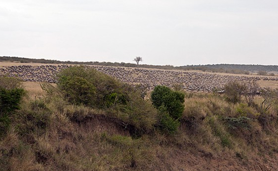 Tam timsaha yem olmak üzereyken... - Resim: 4