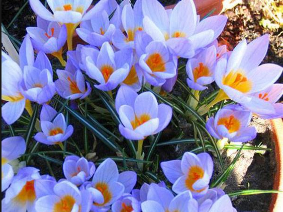 Bu bitkinin kilosu 20 bin lira - Resim: 4