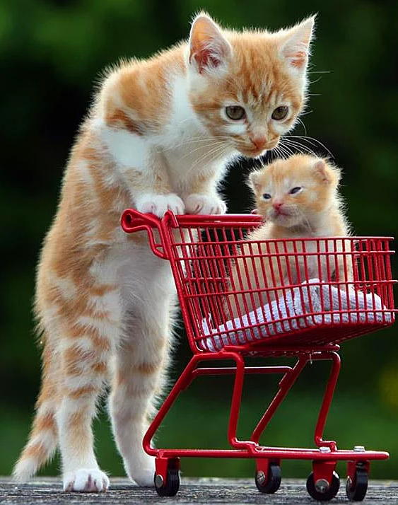 Anneleriyle poz veren sevimli hayvanlar - Resim: 1