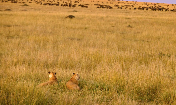 Av ile avcı yer değiştirirse - Resim: 3