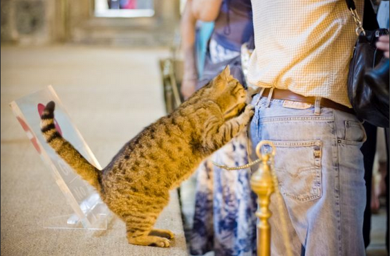 Ayasofya'nın gizemli kedisi - Resim: 4