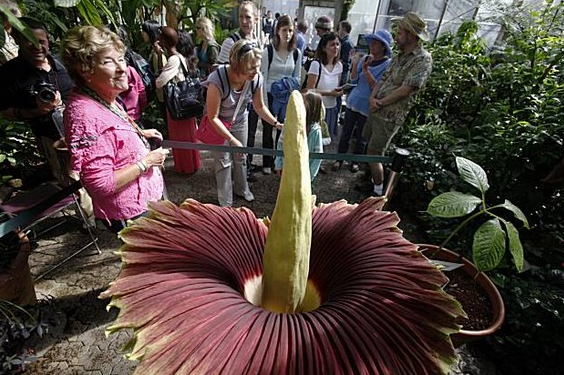 Bu çiçeğin yanına yaklaşmak mümkün değil - Resim: 3