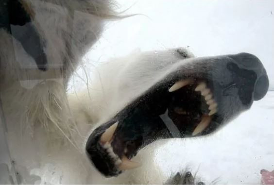 Vahşi yaşam kameramanı kendini kafese kapattı! Saniyeler sonrasında... - Resim: 4