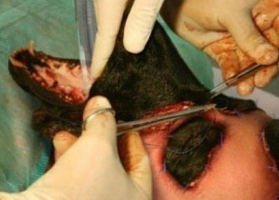 Köpek adam dümeni ortaya çıktı! - Resim: 3