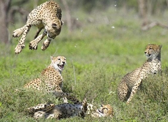 İşte doğadaki o anlar - Resim: 1