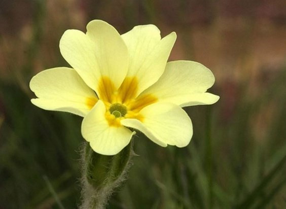 Bu bitkiler faydalı diye biliniyor ama... - Resim: 4