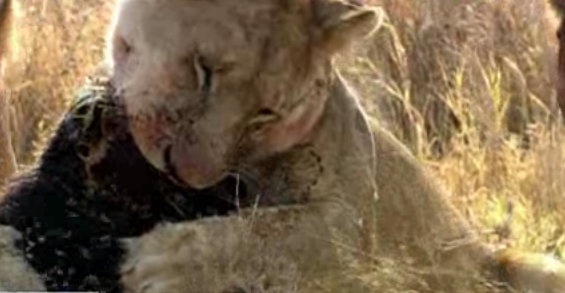 Doğanın vahşileri böyle avlanıyor - Resim: 3