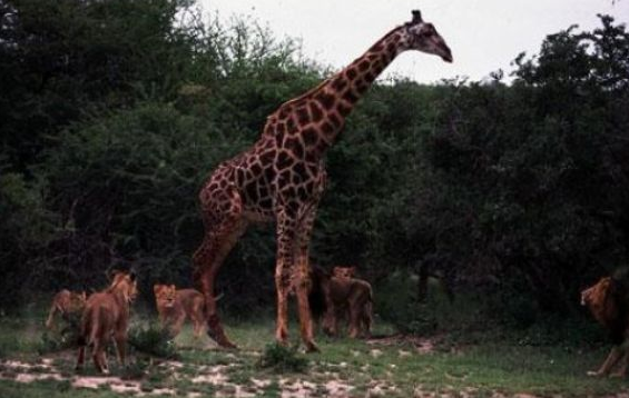 Aslanlar zürafayı böyle avladı - Resim: 3