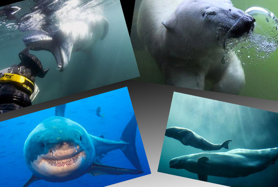 Su altında dehşet anları! - Resim: 1